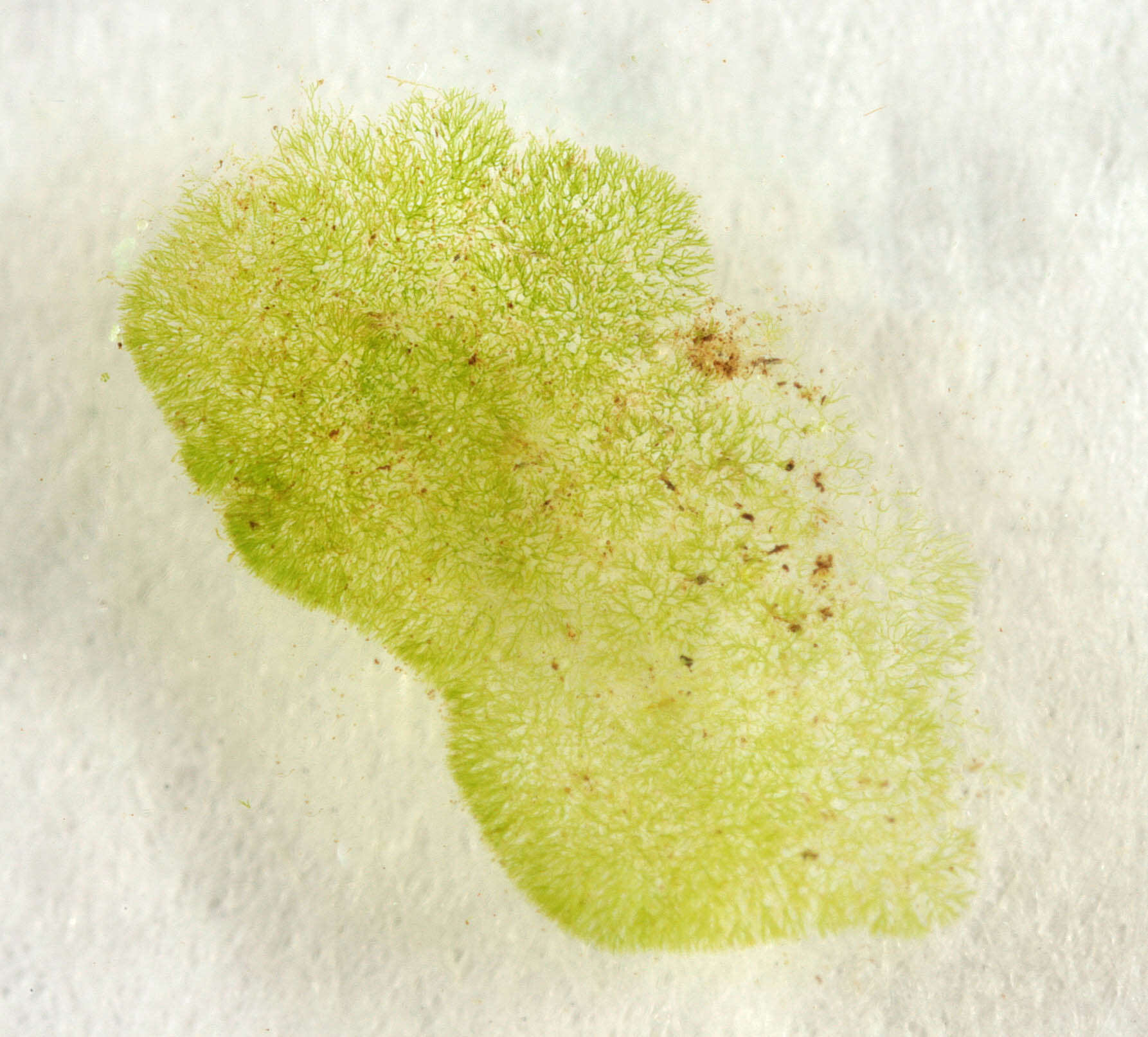 Слика од Chaetophora tuberculosa (Roth) C. Agardh 1817