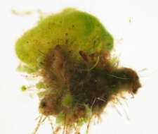 Image of Chaetophora tuberculosa (Roth) C. Agardh 1817