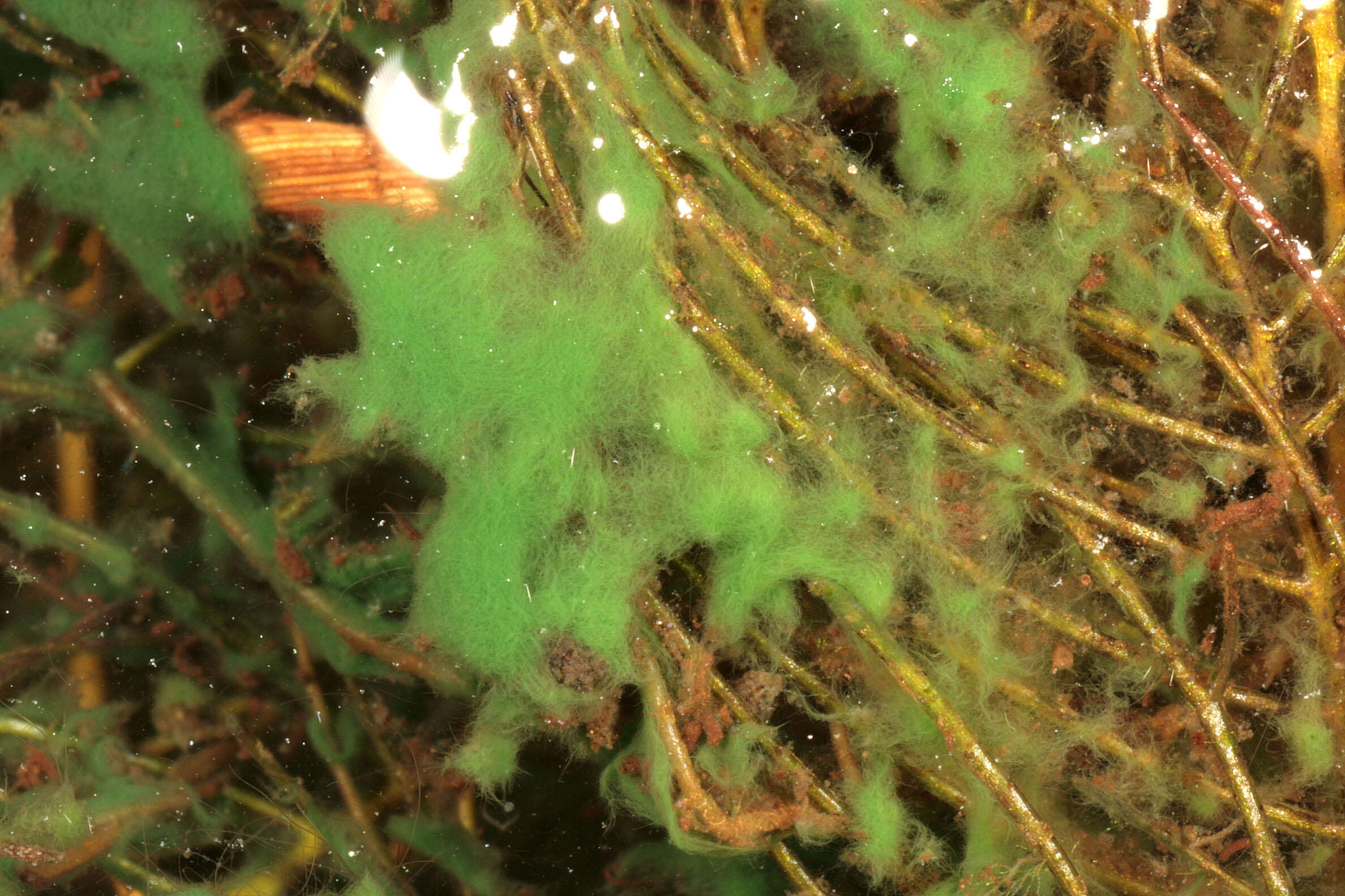 Image of Cylindrospermum stagnale