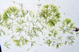 Image of Chaetophora tuberculosa (Roth) C. Agardh 1817
