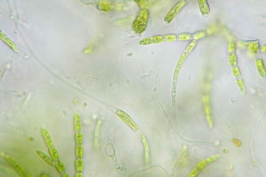 Chaetophora tuberculosa (Roth) C. Agardh 1817 resmi