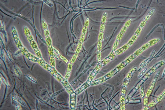 Image of Chaetophora tuberculosa (Roth) C. Agardh 1817