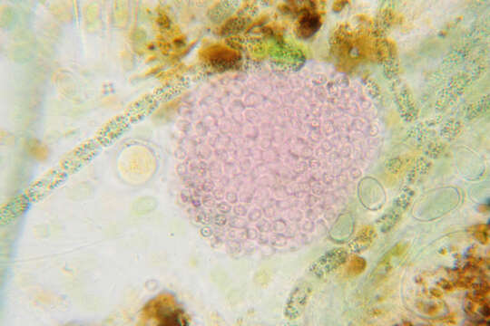 Image of <i>Lamprocystis roseo-persicina</i>