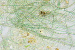 Image of Cylindrospermum stagnale