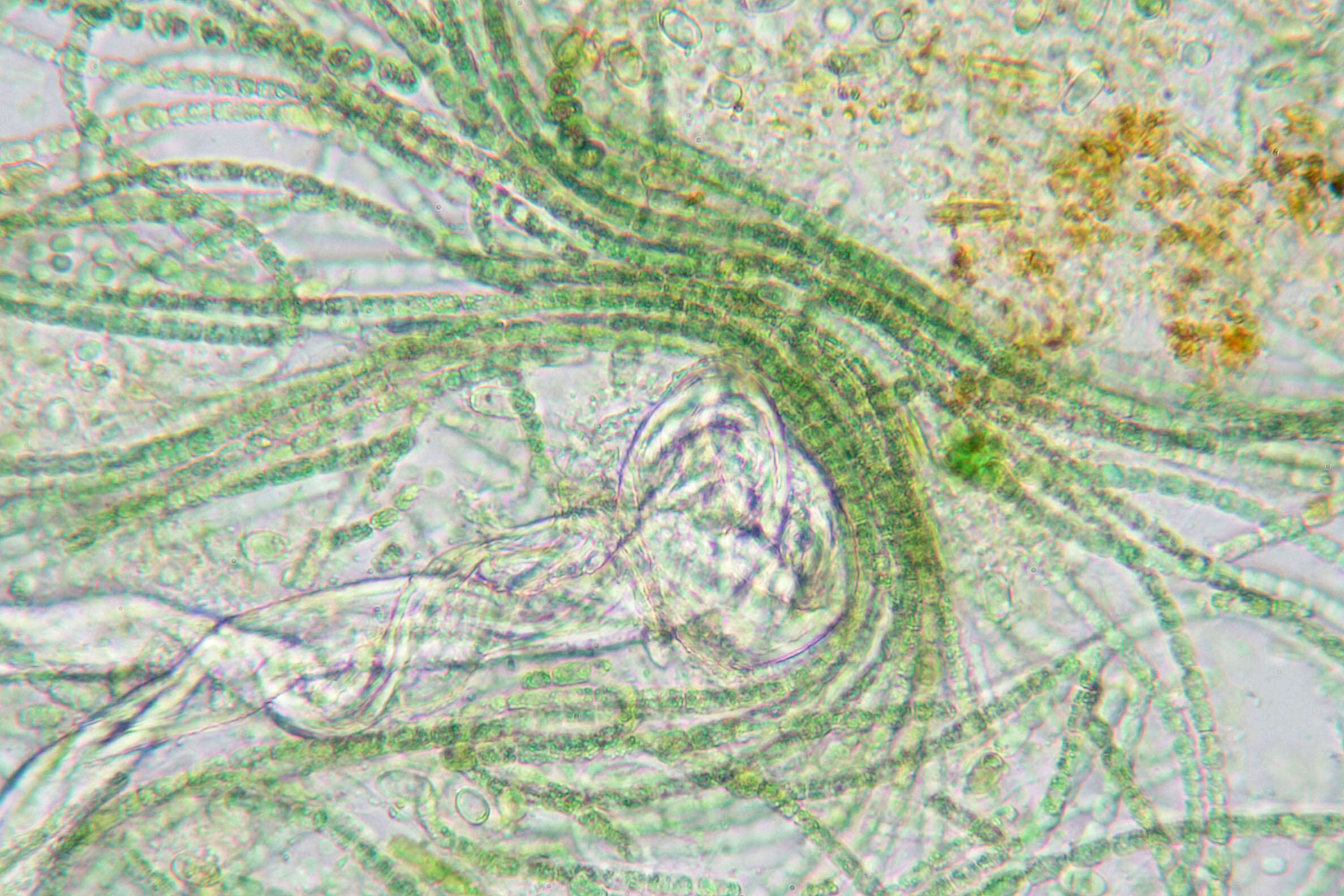 Image of Cylindrospermum stagnale