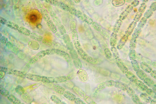 Image of Cylindrospermum stagnale