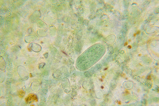 Image of Cylindrospermum stagnale