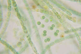 Image of Chroococcaceae