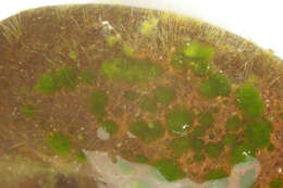 Image of Chaetophoropsis pisiformis