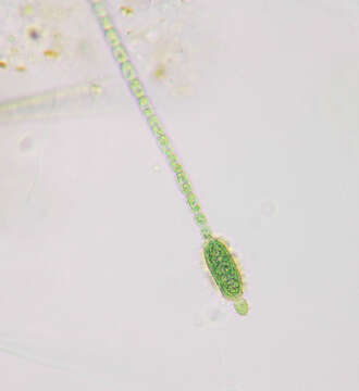 Image of Cylindrospermum stagnale