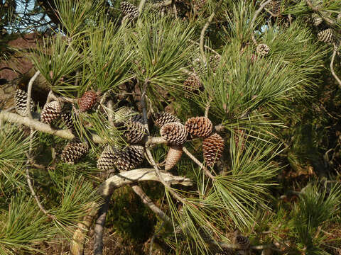 Image of Maritime Pine