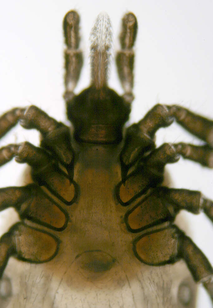 Image of Common sheep tick