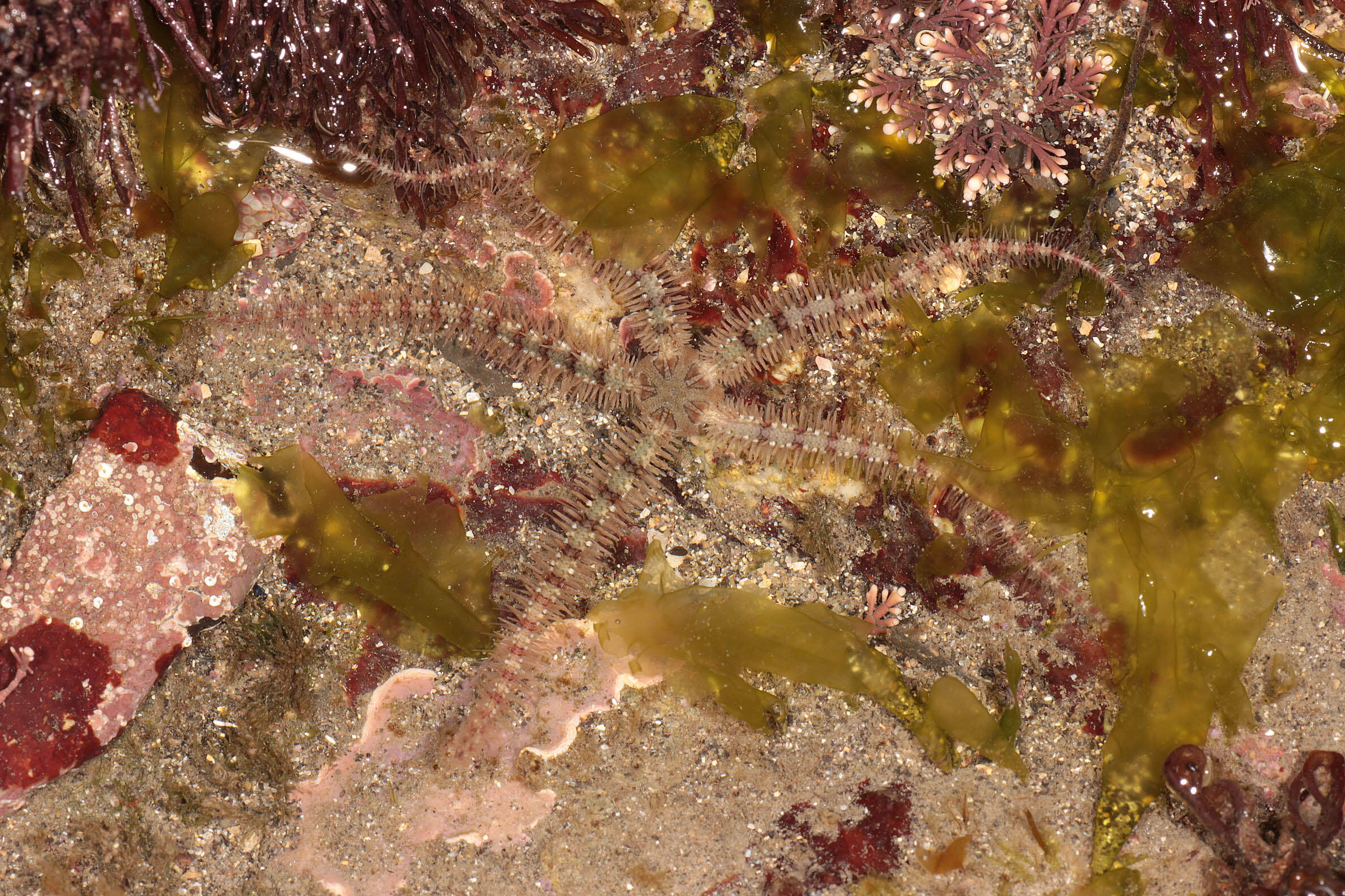 Image of Common brittlestar