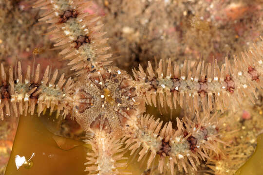 Image of Common brittlestar