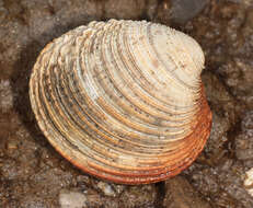 Image of clam