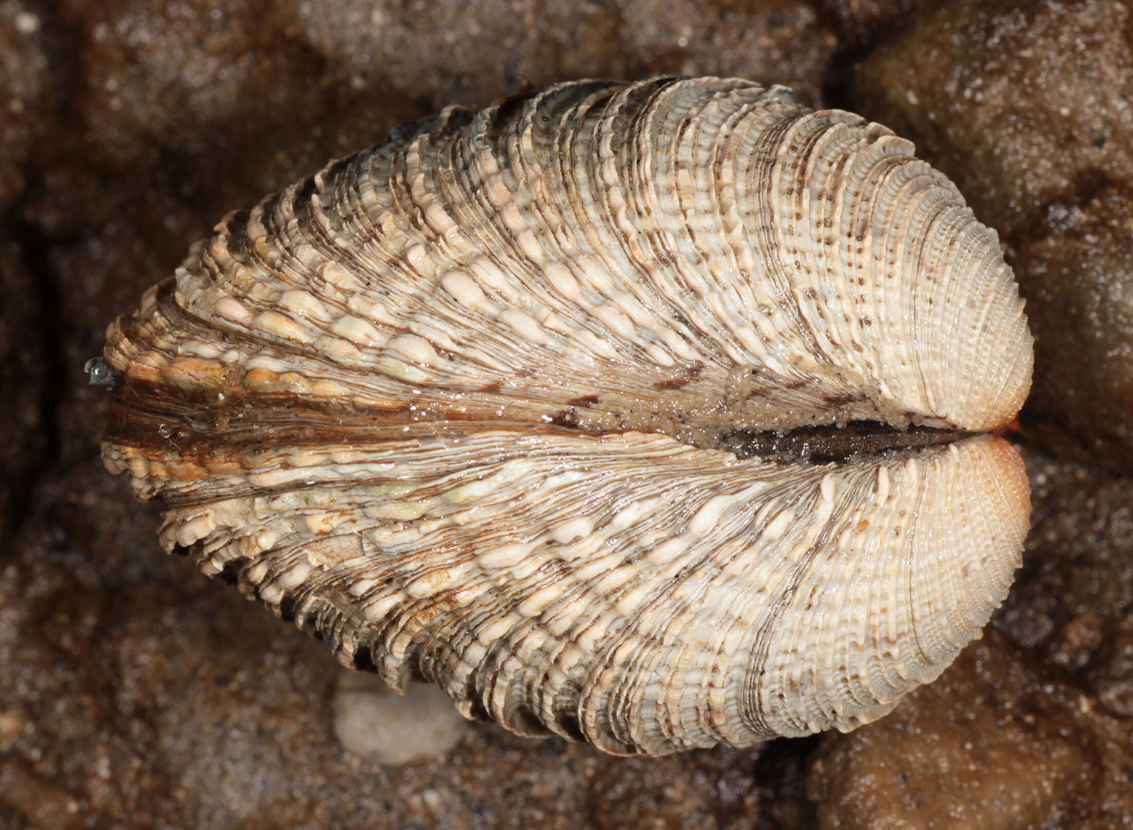 Image of clam