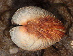 Image of clam