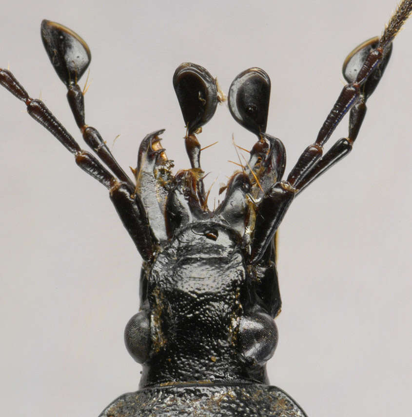 Image of Cychrus caraboides (Linnaeus 1758)