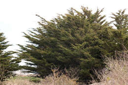 Image of Monterey cypress