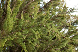 Image of Monterey cypress