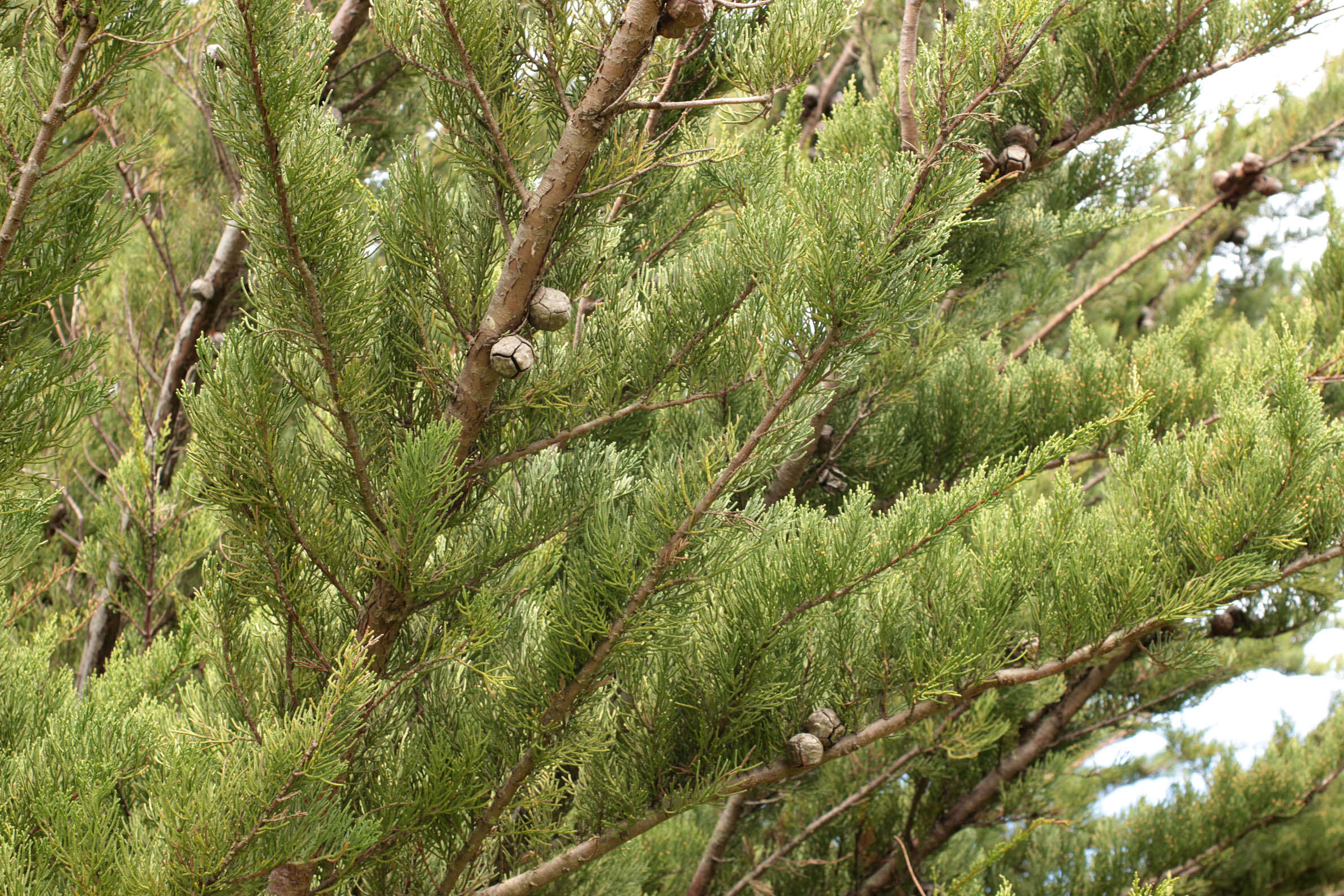 Image of Monterey cypress