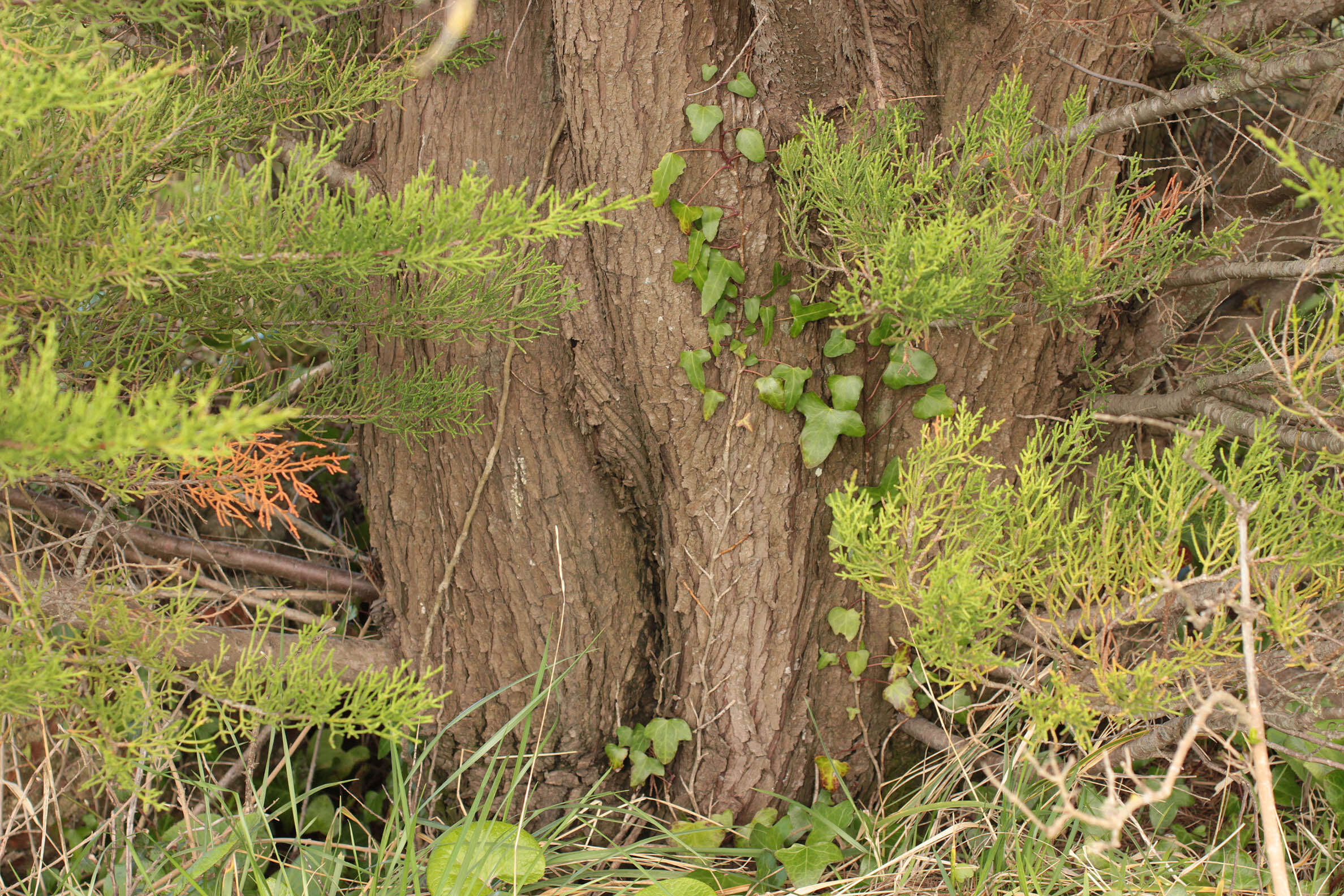 Image of Monterey cypress