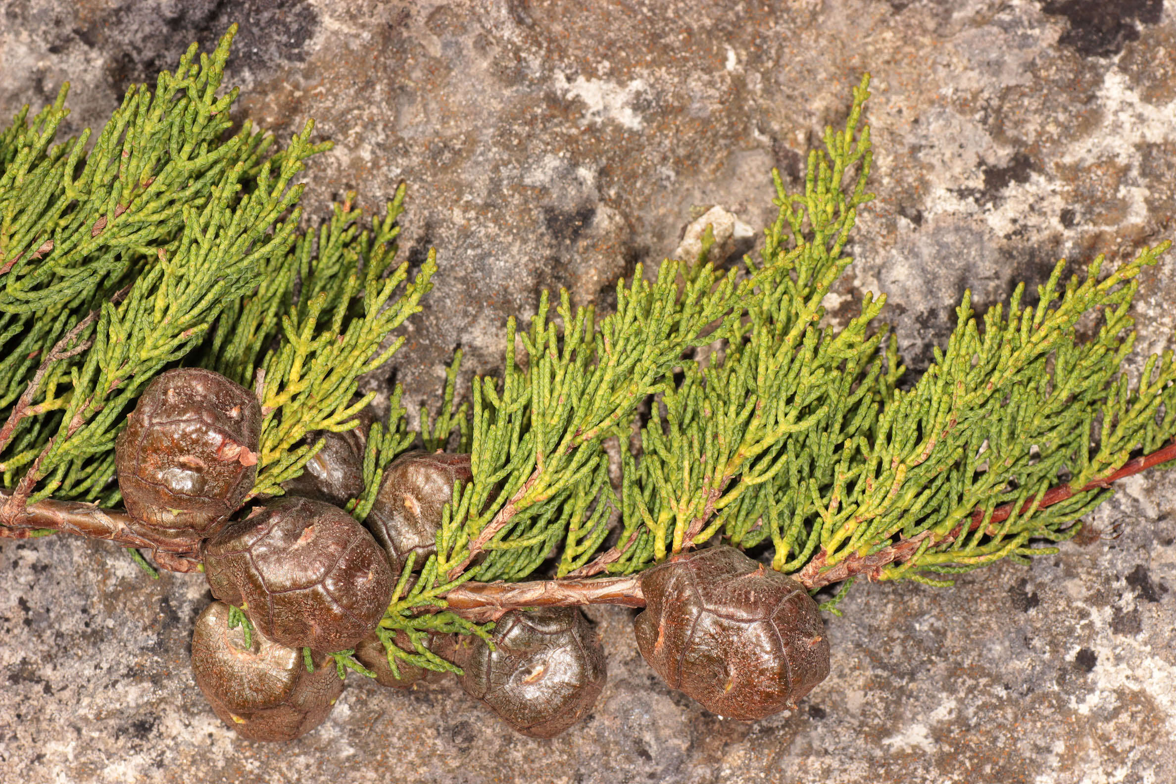 Image of Monterey cypress