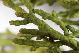 Image of Monterey cypress