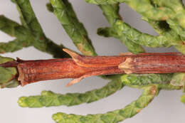 Image of Monterey cypress