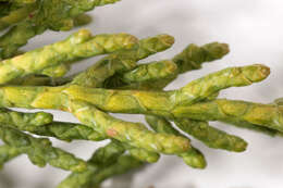 Image of Monterey cypress