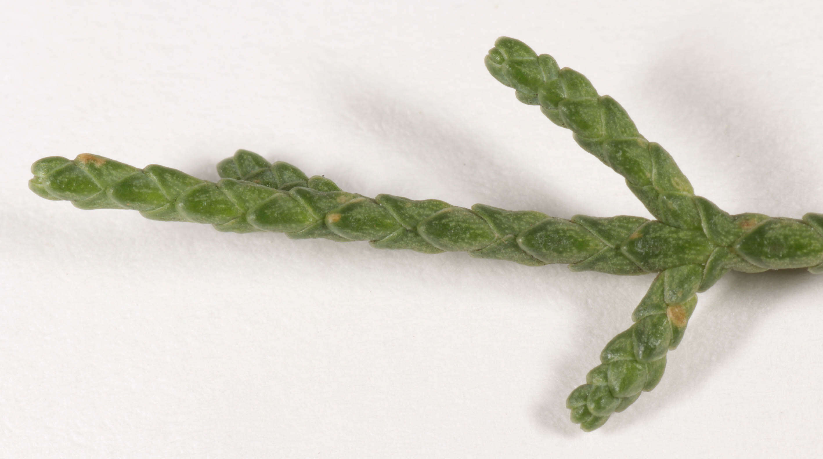 Image of Monterey cypress