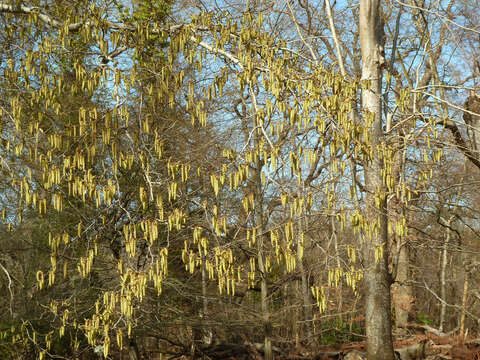 Image of European hornbeam