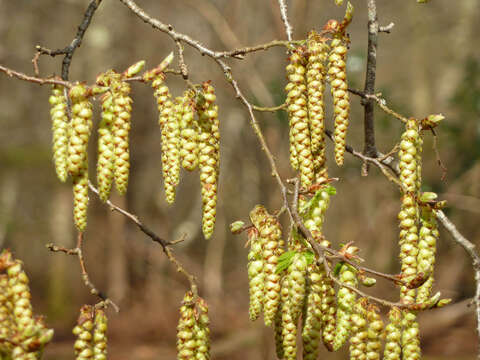 Image of European hornbeam