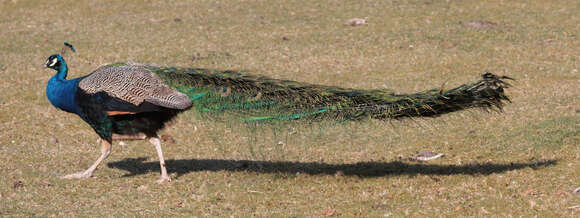 Image of Asiatic peafowl