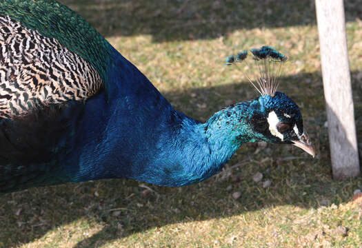 Image of Asiatic peafowl