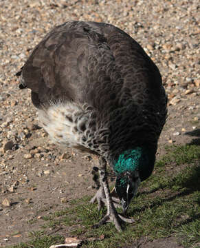 Image of Asiatic peafowl