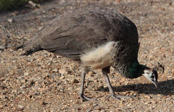 Image of Asiatic peafowl