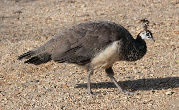 Image of Asiatic peafowl