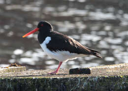 Image of oystercatcher, eurasian oystercatcher