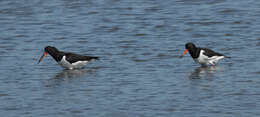 Image of oystercatcher, eurasian oystercatcher