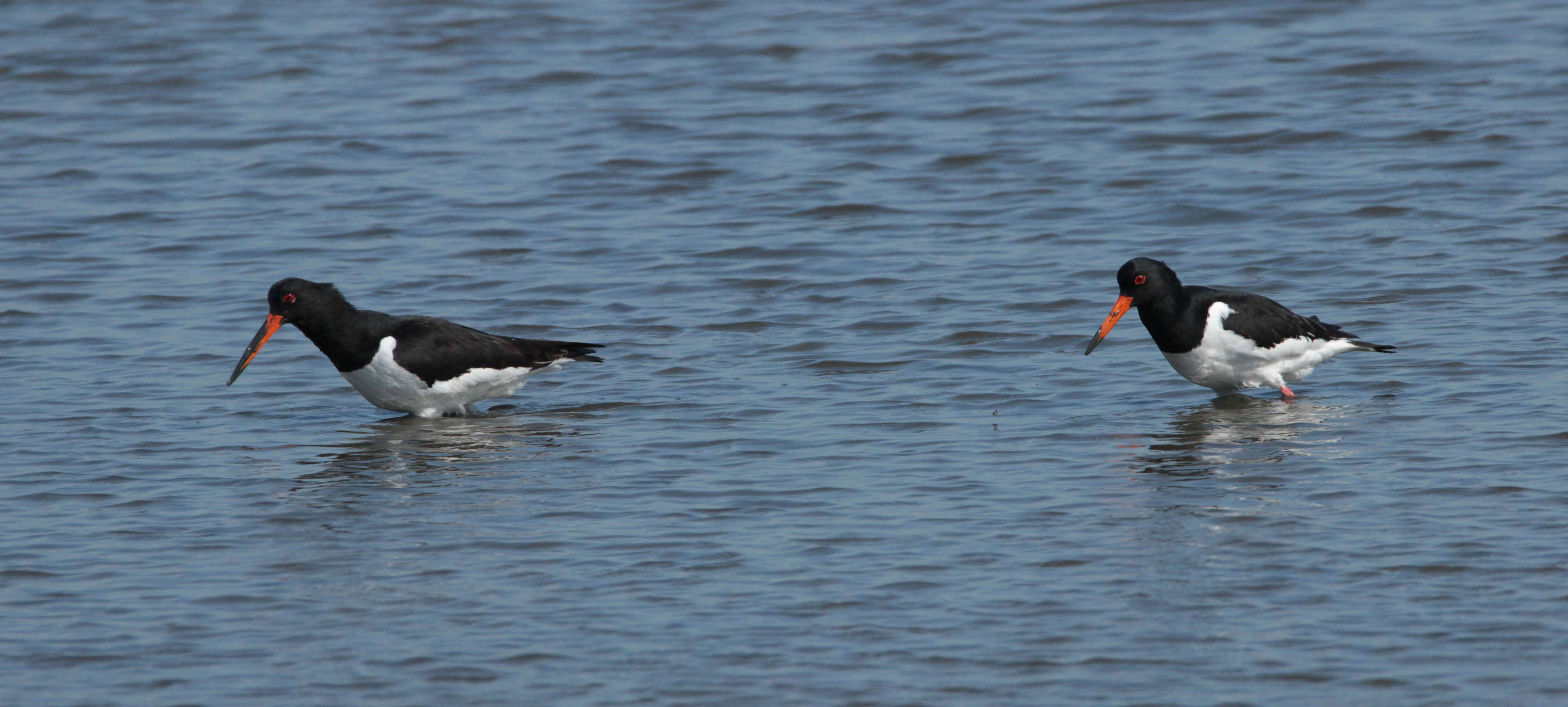 Image of oystercatcher, eurasian oystercatcher