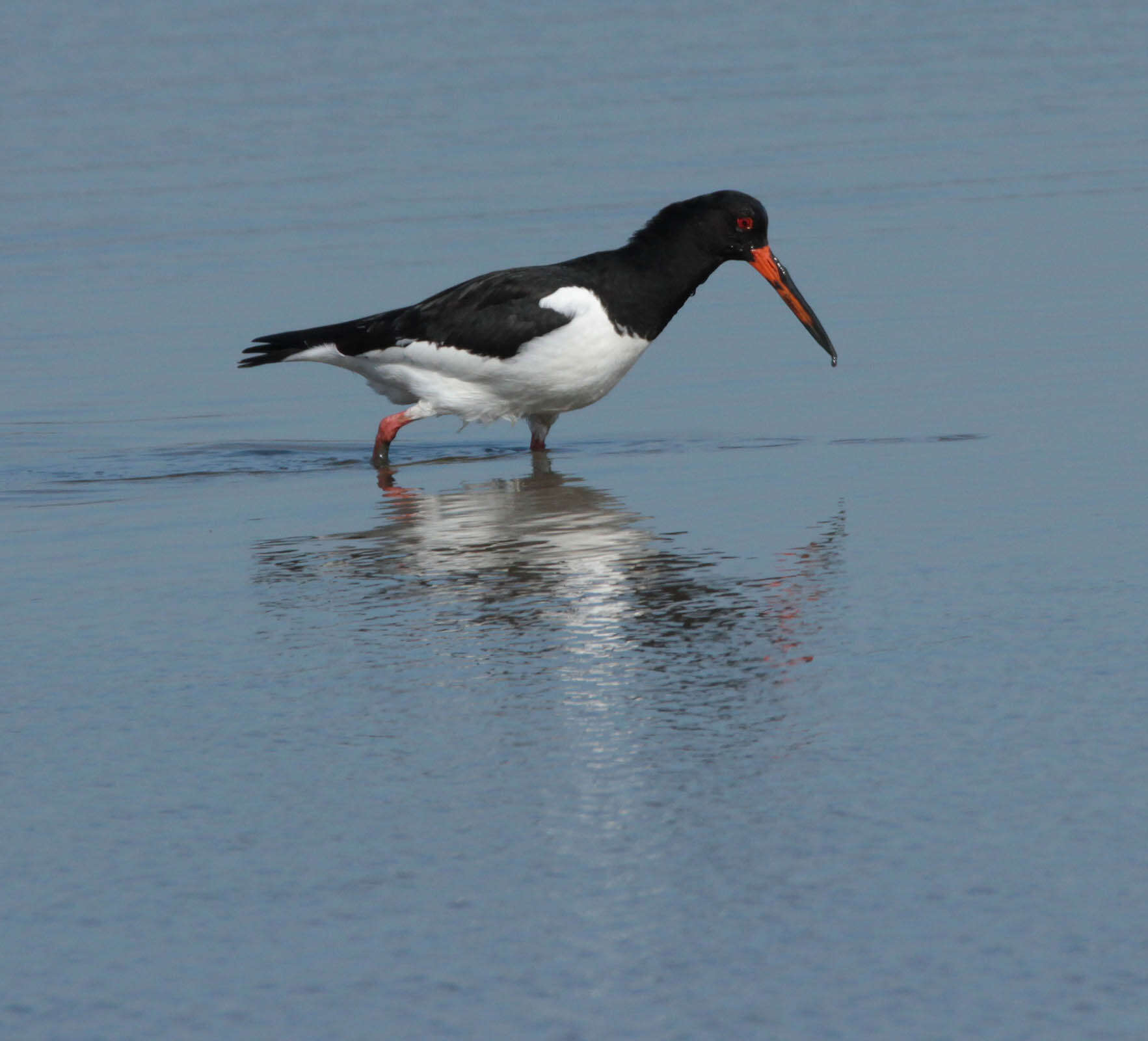 Image of oystercatcher, eurasian oystercatcher