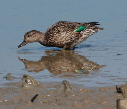 Image of teal, common teal