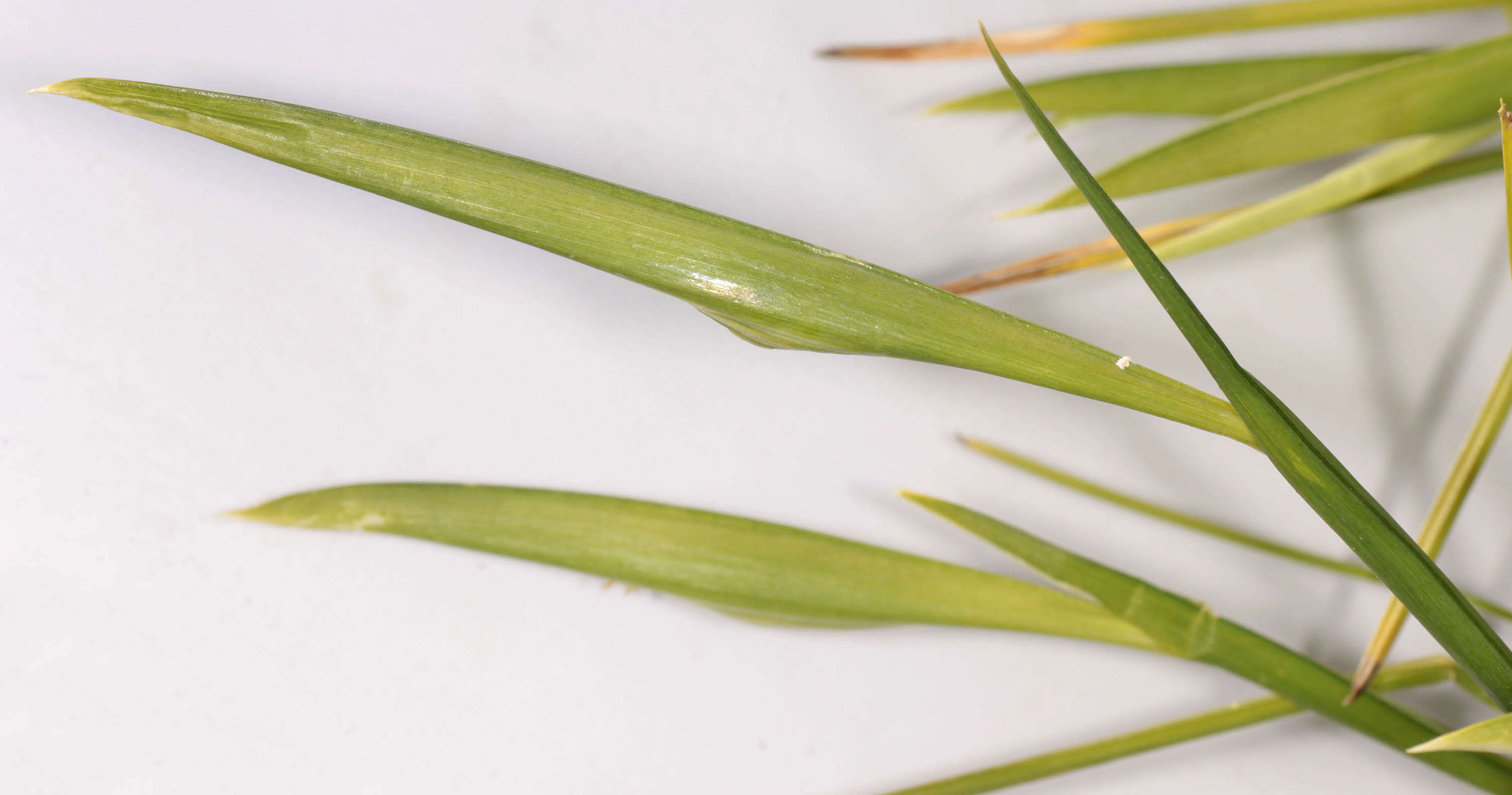 Image of Iris tuberosa L.