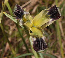 Image of Iris tuberosa L.