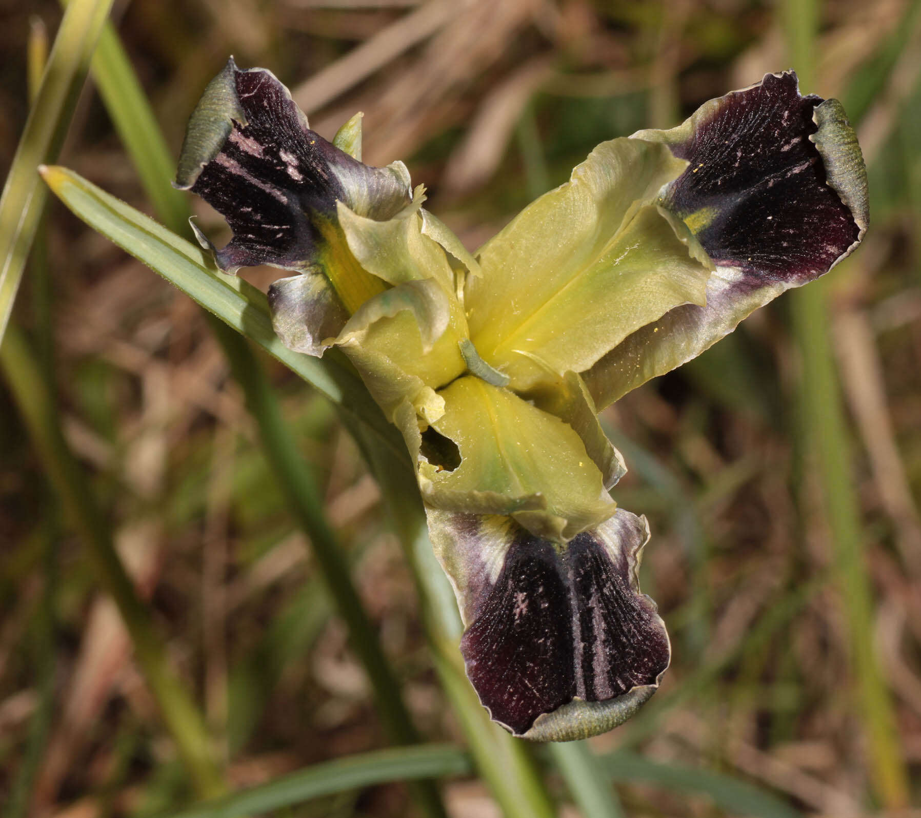 Image of Iris tuberosa L.