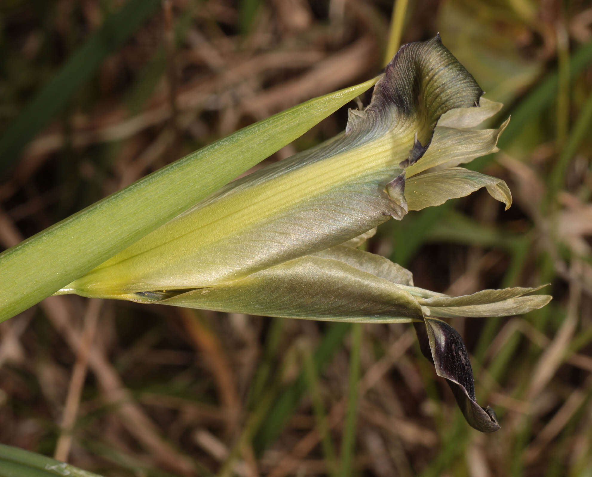 Image of Iris tuberosa L.