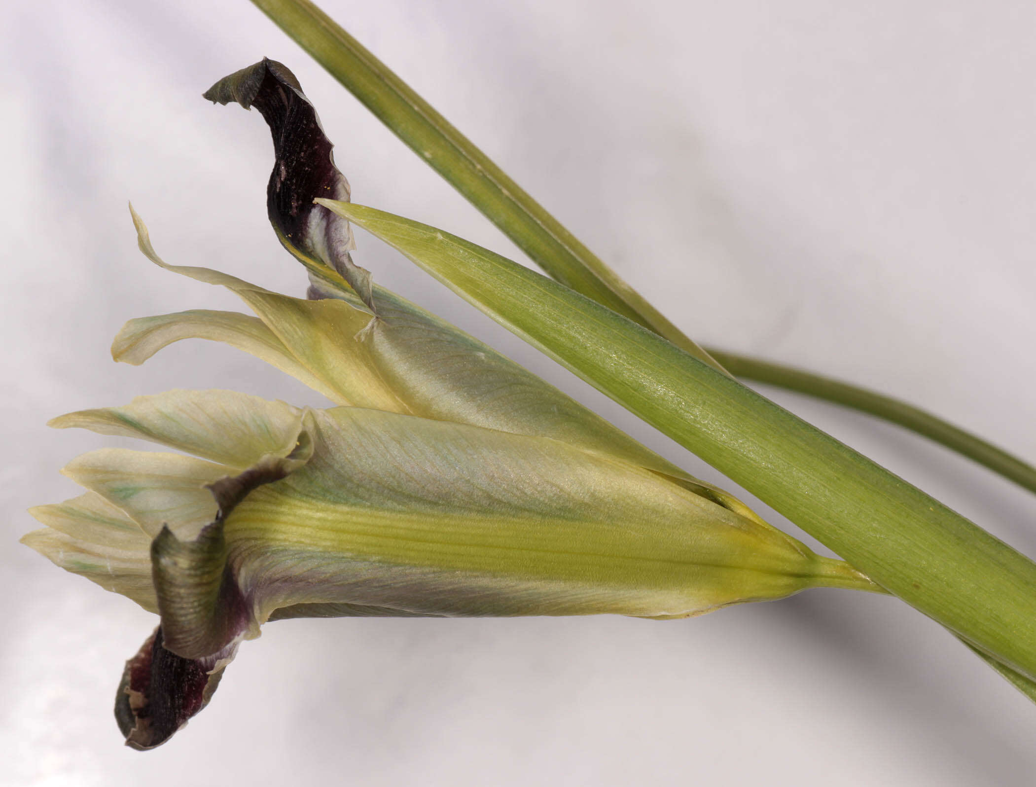 Image of Iris tuberosa L.