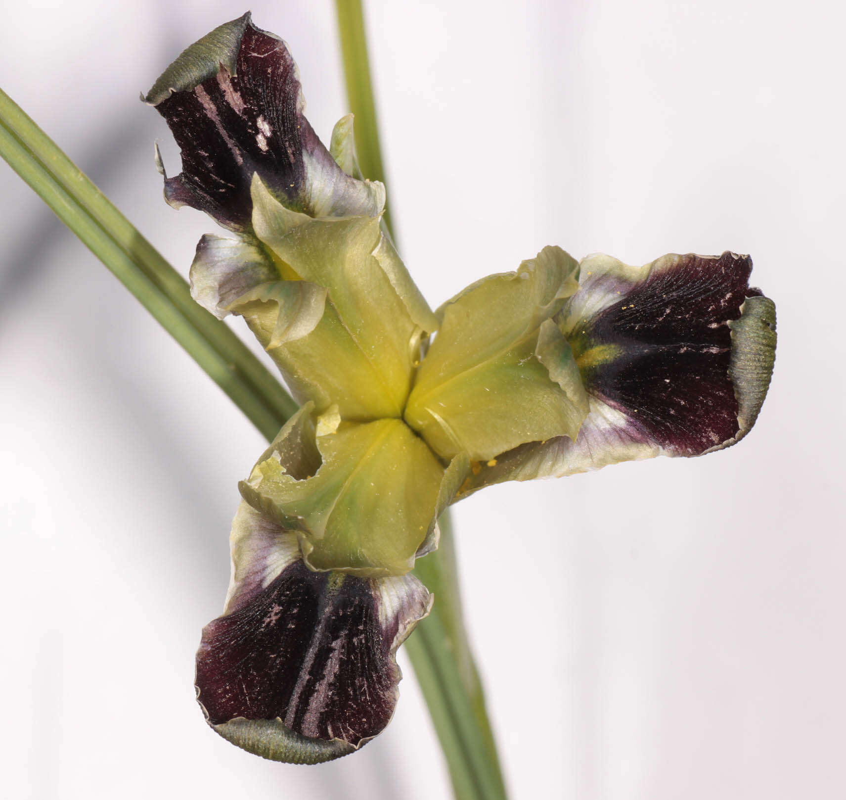 Image of Iris tuberosa L.