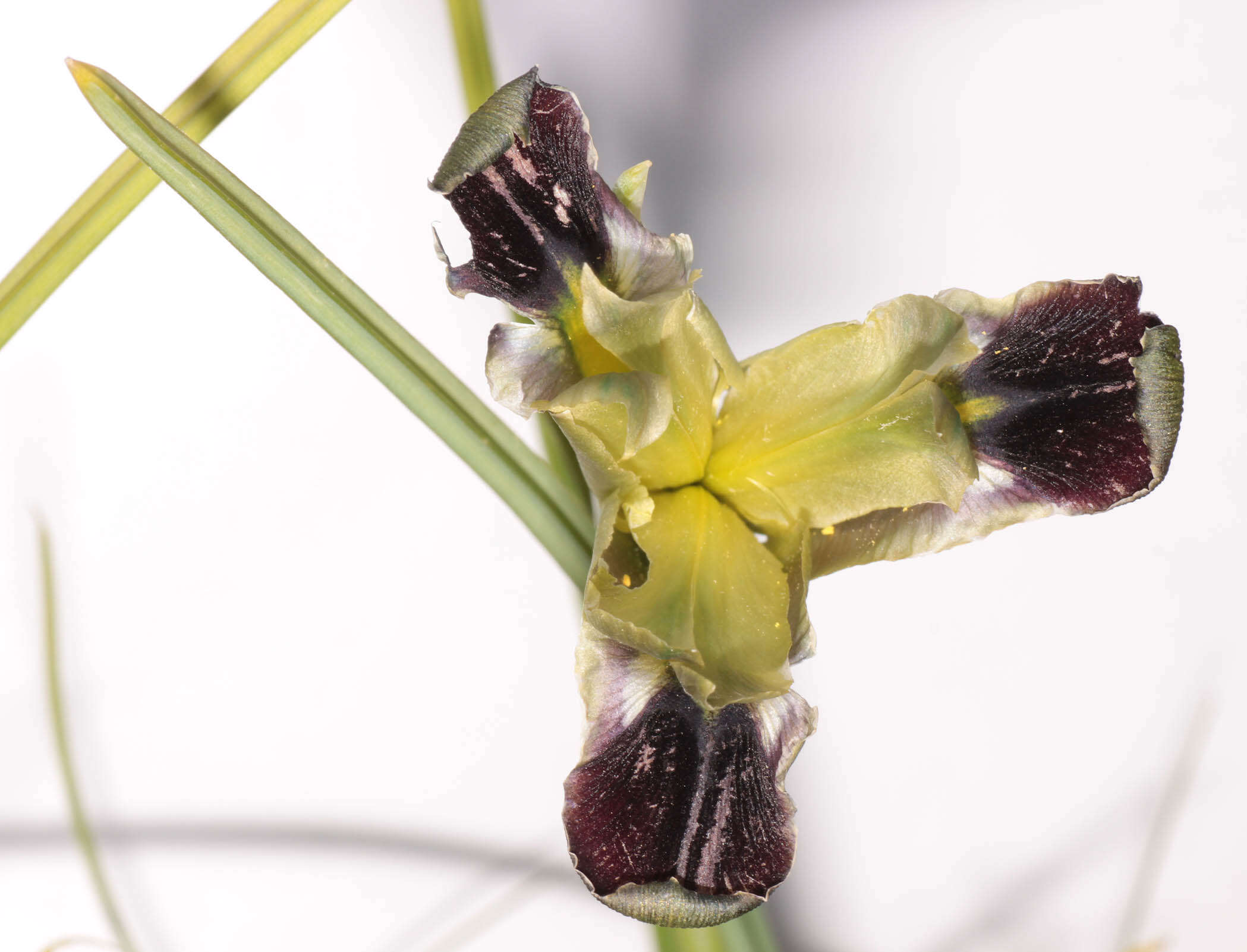 Image of Iris tuberosa L.